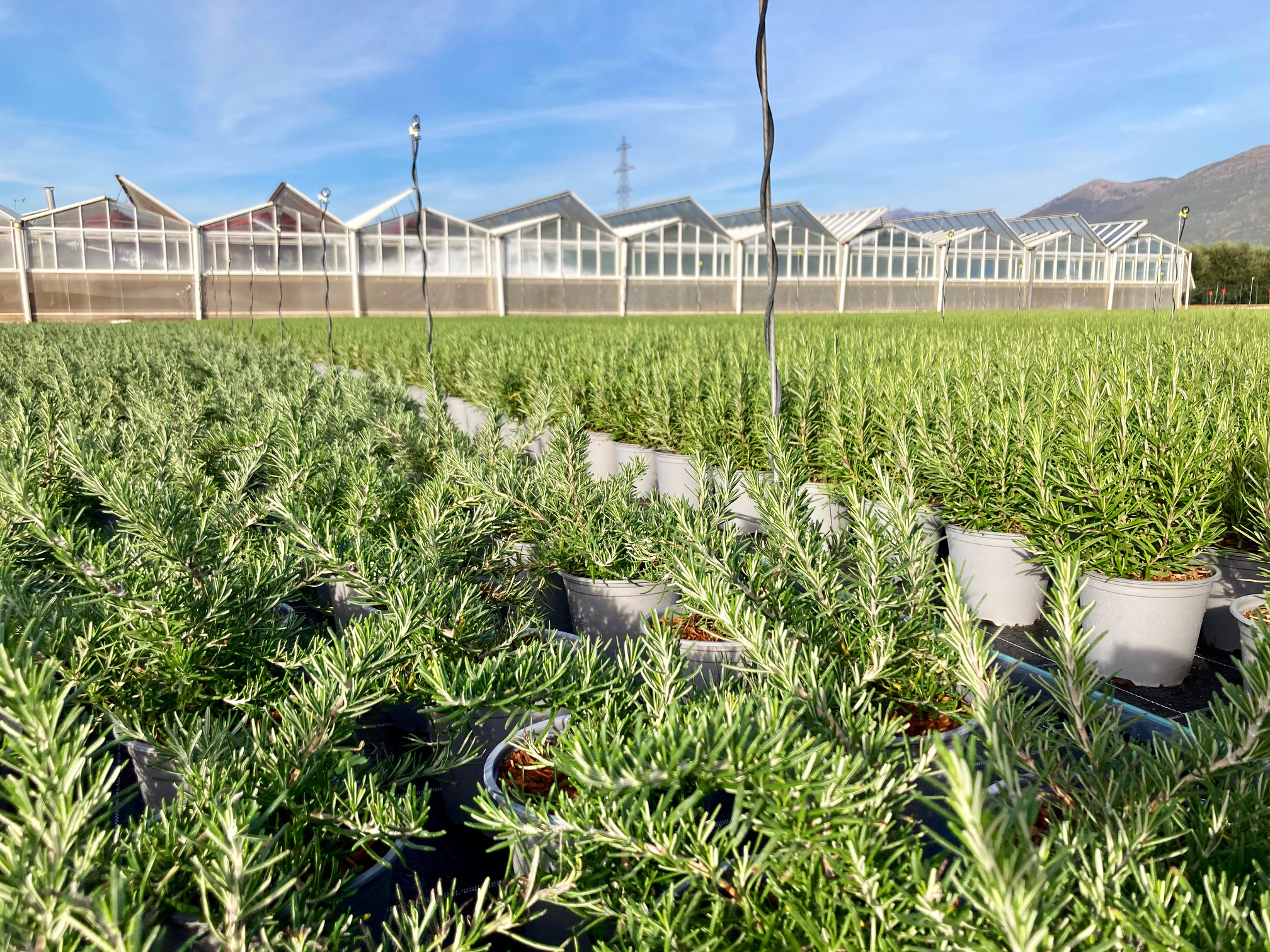 aromatic herbs fields